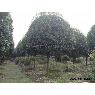 大红朱砂桂花期苗圃景象