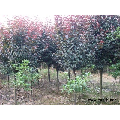 榆叶梅，红梅，绿梅，西府海棠，垂丝海棠，洒金柏，腊梅