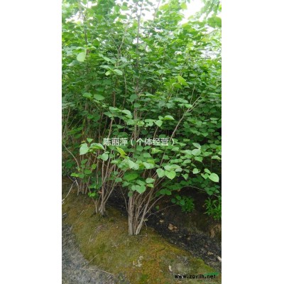 浙江萧山供应冬青3一5公分