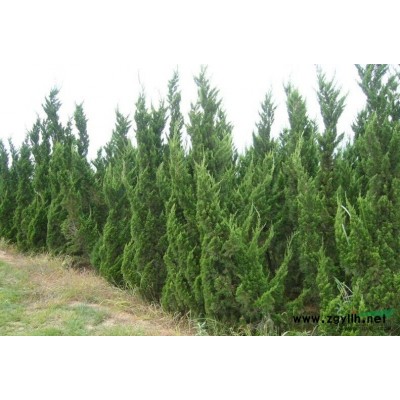 蜀桧、龙柏大量供应，千亩苗圃自产自销规格*价格优惠。