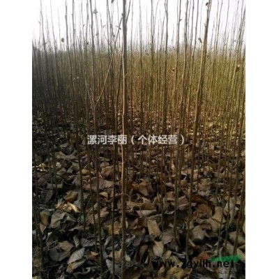 1-3年玉兰红白紫黄四种颜色