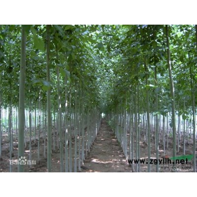 大量出售红叶小檗、珍珠梅、金叶女贞、小叶黄杨、红瑞木等苗木