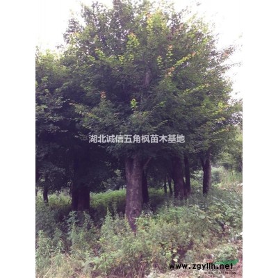 供应12公分五角枫 湖北随州