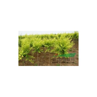 本苗圃出售大量银中杨，京桃，金丝垂柳，柳树，金叶榆，白榆