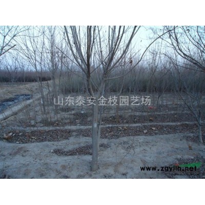 高档彩叶树种黄栌苗&黄栌树苗基地%低价供应%成活率