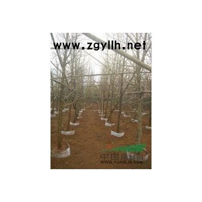 供应白兰、黄槐,火焰树,宫粉紫荆、菩提树、黄桷兰、蓝兰楹