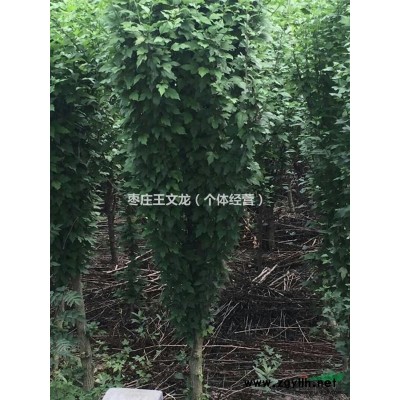 山东枣庄供应2-6公分木槿