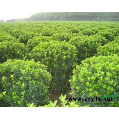 苗圃直售：塔柏，蜀桧，北京桧，大小叶黄杨，红叶小檗，金边黄杨