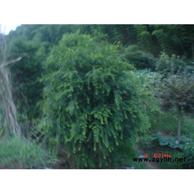 浙江香榧2*新报价/香榧2图片