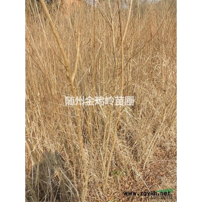 湖北随州供应大规模银杏