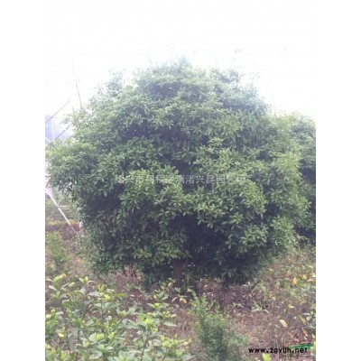 1.5-4米蓬型桂花