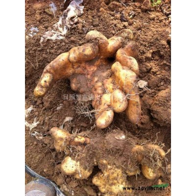 供应日本厚朴树苗