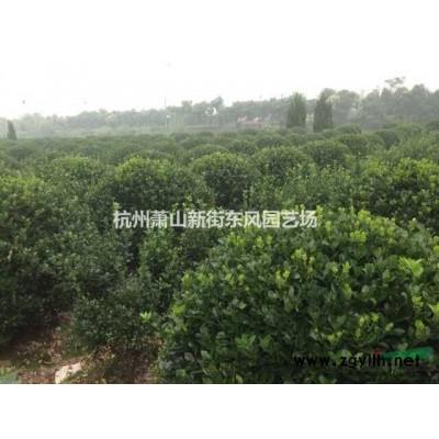 浙江萧山供应大规模垂丝海棠