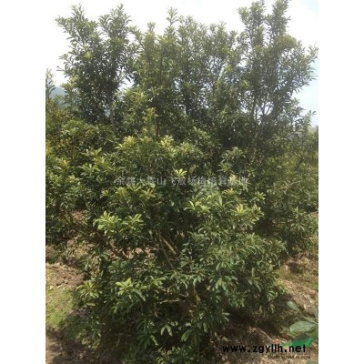 大量供应3一8公分杨梅树苗