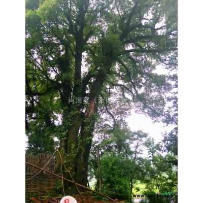 广西底价促销野生大朴树 直径1.5-1.8米 分支4-5米