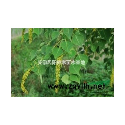 2016年乌桕哪里价格便宜？8公分乌桕价格多少钱？