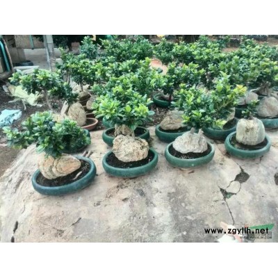 福建15公分小叶榕，福建15-40-60公分小叶榕移栽绿化树