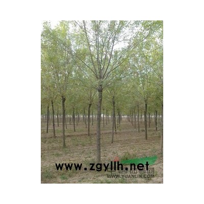 西府海棠土球5公分上车价