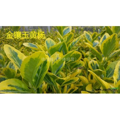 供应*稀有新品种金镶玉黄杨（我们不叫金冠黄杨）