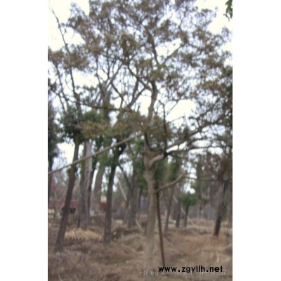 红叶石楠小乔木大量万