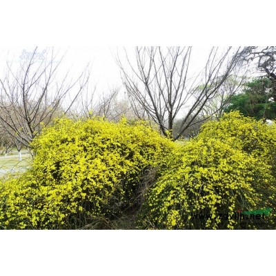 红王子锦带   红花锦带  优质苗木   山东苗木