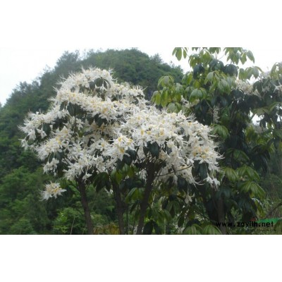 湖北咸丰云锦杜鹃