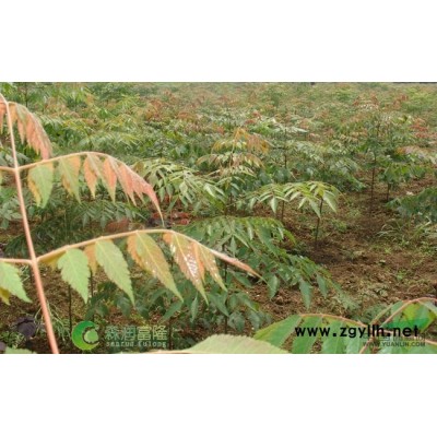 胸径93公分_大型古樟树_2.2米处分叉两支，大小相等左高