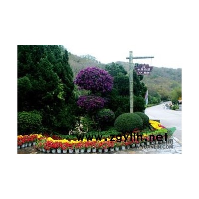 湖北咸宁供应2公分桂花小苗