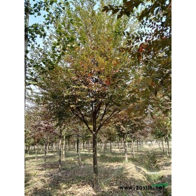 樱花精品10-15公分