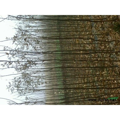 山东滨州市无棣县供应1---3公分白腊，国槐树苗