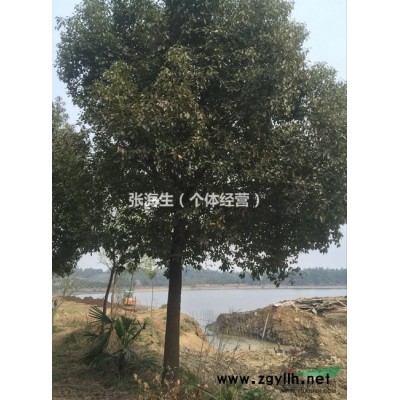 常年出售各种香樟、红叶石楠、广玉兰等园林、工程绿化苗木