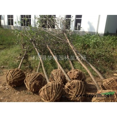 木瓜树价格/木瓜树苗/木瓜树供应/木瓜树报价