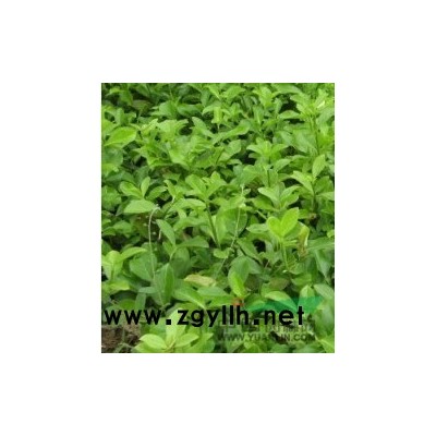 供应冬青球 龙柏球 桧柏球