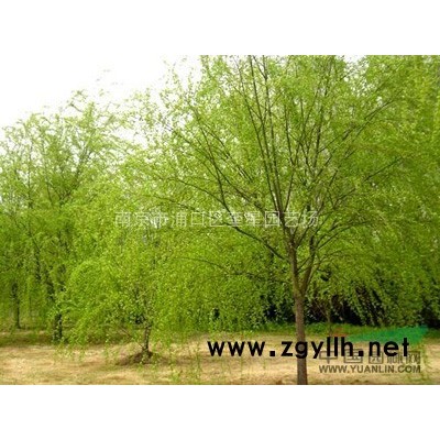 供应榉树价格信息