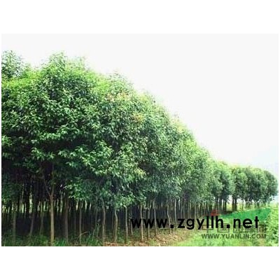 长期供应各种绿化苗木 市场*低价 免费实地考察