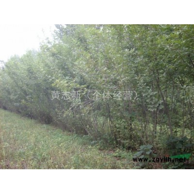 大量供应丛生白蜡杆种条