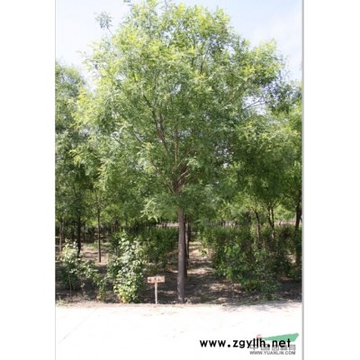 大量出售 金银木-北京绿芦园苗圃