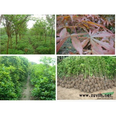 石榴树，独杆石榴树，丛生石榴树，花石榴