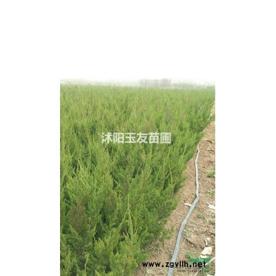 红叶石楠杆高1.5米、地径1-3公分、冠幅80--150量大