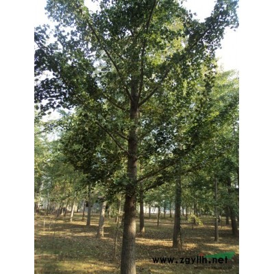 22公分银杏树、山东22公分银杏树价格低价出售