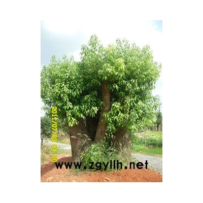 湖南木瓜海棠 香樟、桂花、杨梅