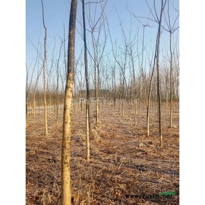 山东地区供应3-7公分原生国槐5万株