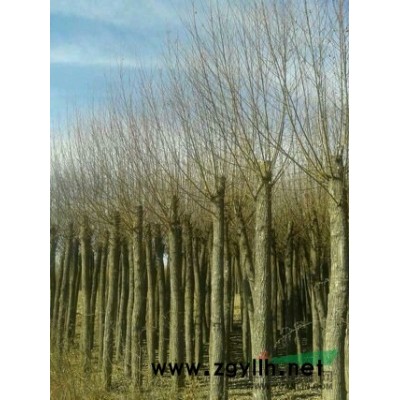 樟子松  旱柳 油松  新疆杨