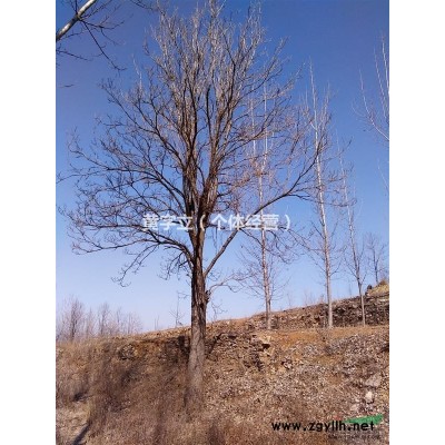 个人楸树，柿子树