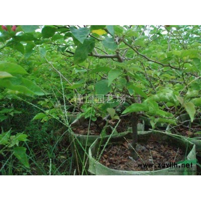 四季红三角梅  3000棵  自家苗圃种植