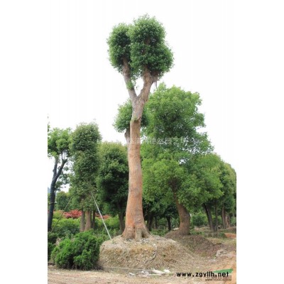 精品无刺枸骨球、蓬径大、不脱脚不偏冠