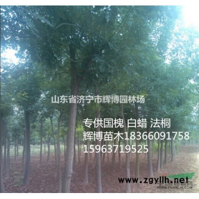 5公分国槐价格老式国槐