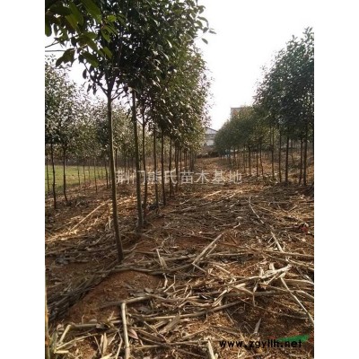 刺冬青，刺冬青供应，刺冬青图片，2015年刺冬青价格