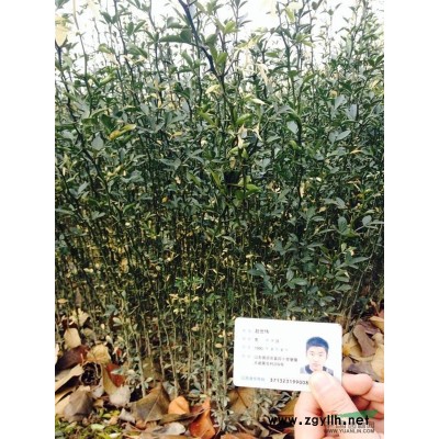 山东临沂大量供应各种规格 皂角苗 量大从优