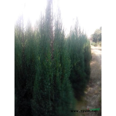 刺柏价格|刺柏小苗价格